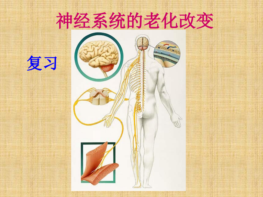 脑血管疾病病人护理精编PPT课件_第3页