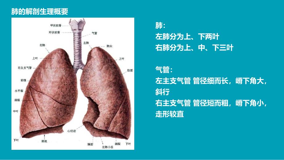 肺叶切除术护理查房精编PPT课件_第4页