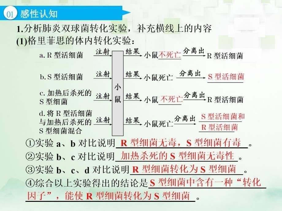 江苏专版高考生物一轮复习第二部分遗传与进化第二单元基因的本质与表达第一讲DNA是主要的遗传物质课件_第5页