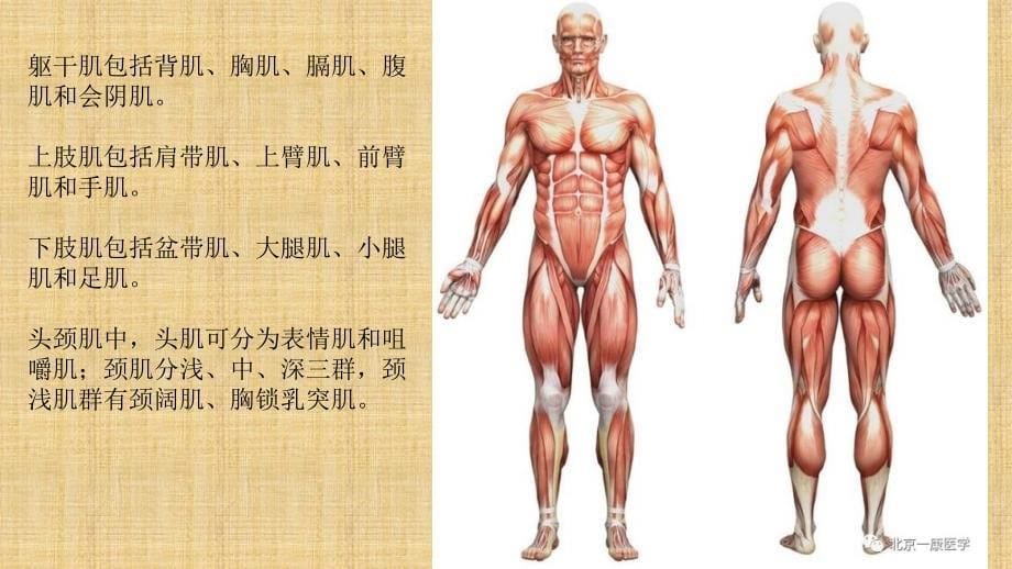 肌肉起止点及其作用精编PPT课件_第5页