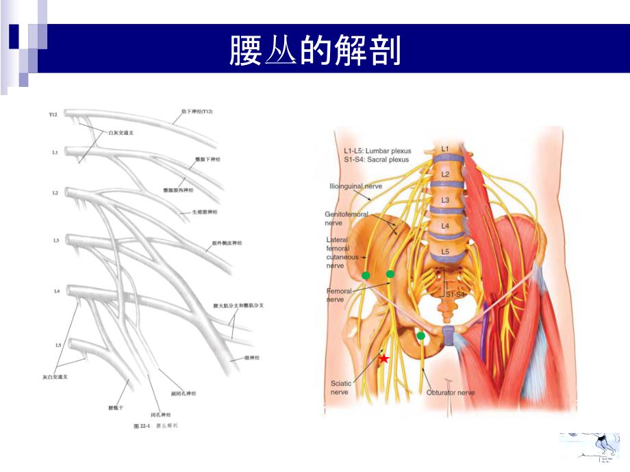 下肢神经阻滞PPT参考幻灯片_第3页