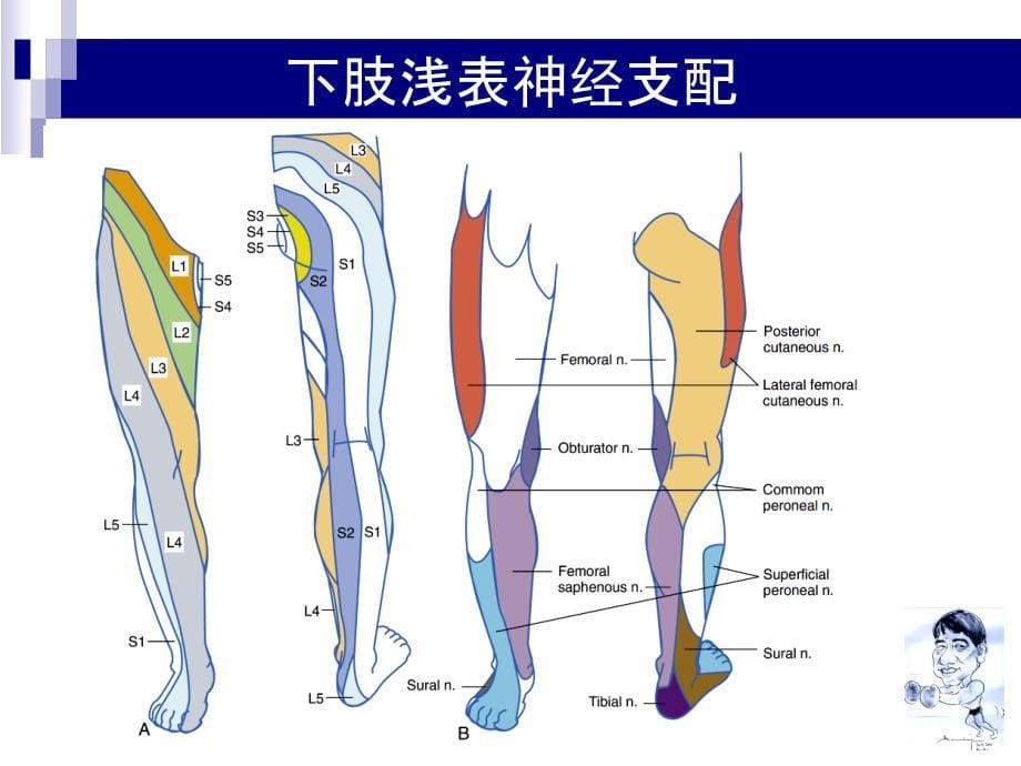 下肢神经阻滞PPT参考幻灯片_第5页