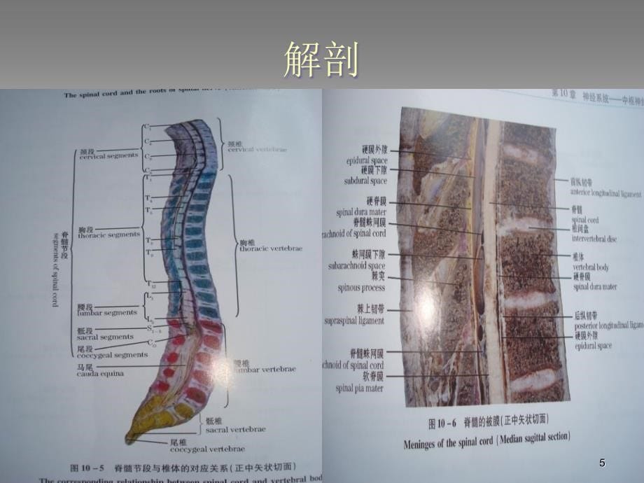 胸腰椎骨折的护理PPT参考幻灯片_第5页