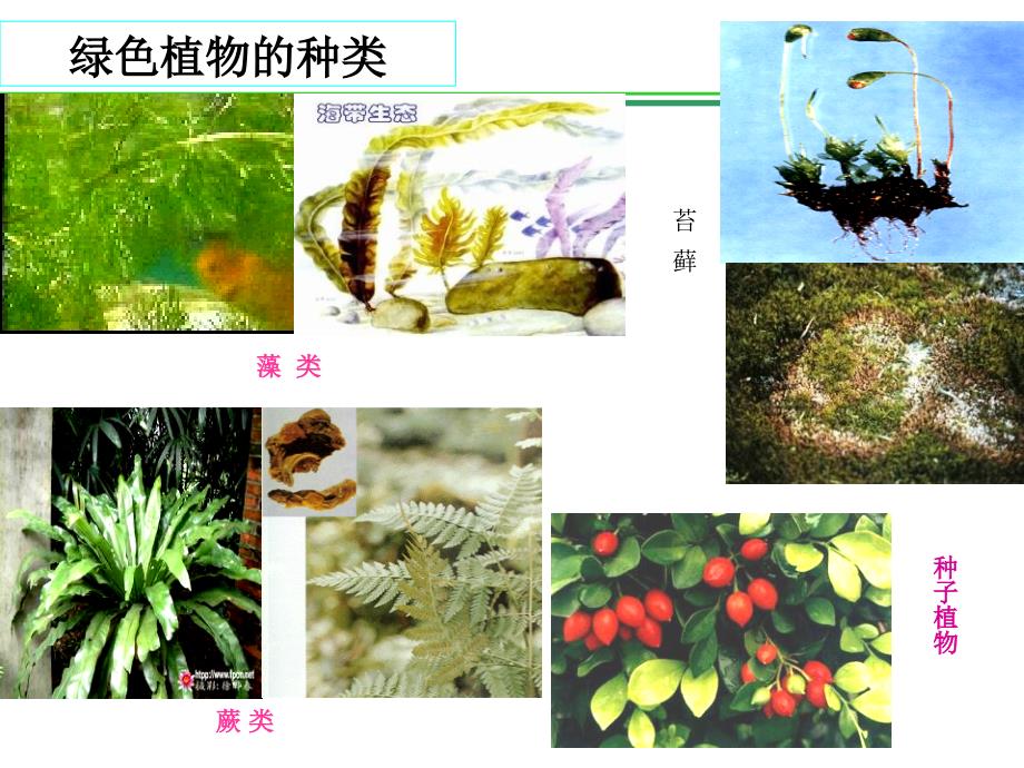新人教版藻类、苔藓和蕨类植物.ppt_第2页
