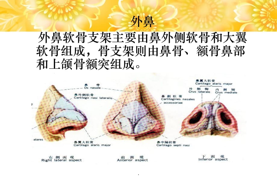 鼻咽喉应用解剖生理ppt课件_第4页