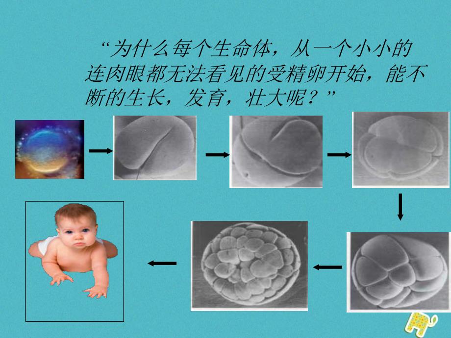 吉林省通榆县七年级生物上册2.2.1细胞通过分裂产生新细胞课件（新版）新人教版_第3页