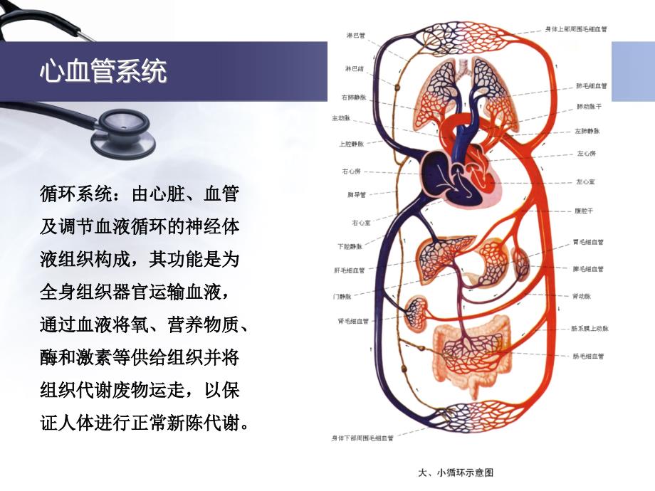 心血管系统疾病PPT参考幻灯片_第2页