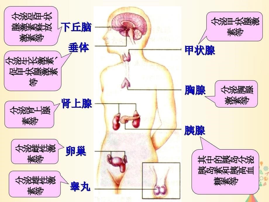 江西吉安高中生物第二章动物和人体生命活动的调节2.2通过激素的调节1必修3 1.ppt_第5页