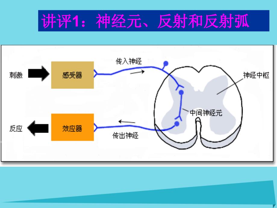 江苏启东高中生物第二章动物和人体生命活动的调节2.1通过神经系统的调节第2课时必修3.ppt_第2页