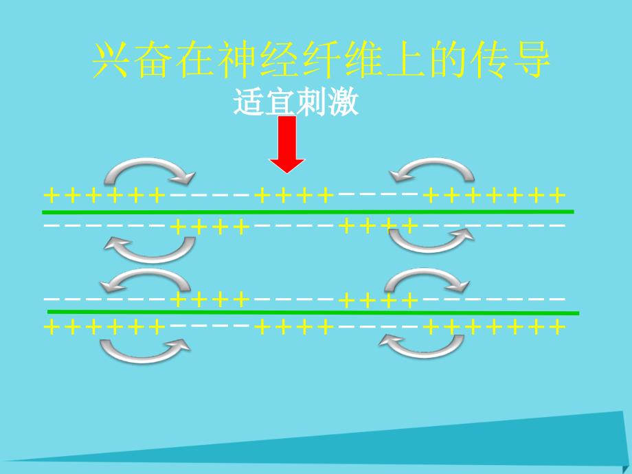 江苏启东高中生物第二章动物和人体生命活动的调节2.1通过神经系统的调节第2课时必修3.ppt_第4页