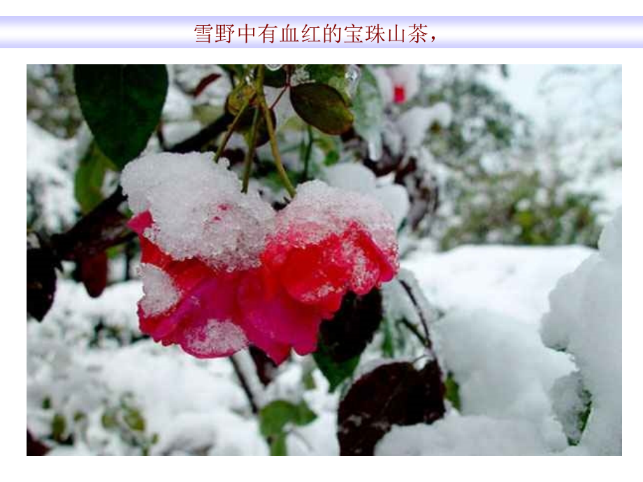 [名校联盟]山东省肥城市湖屯镇初级中学八年级语文下册《雪》课件_第3页