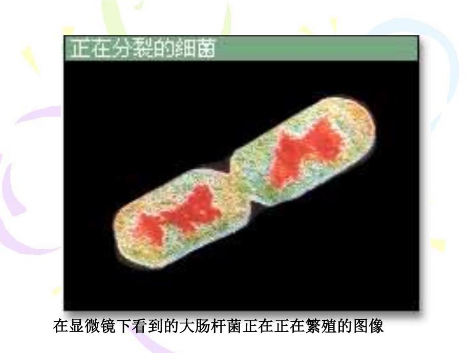 5、细菌与病毒教学文案_第4页