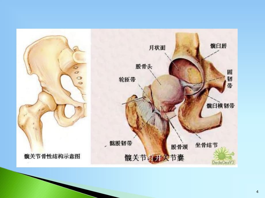 髋关节的解剖PPT参考幻灯片_第4页