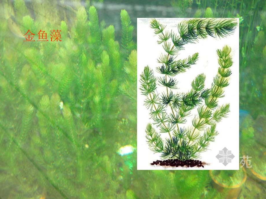 三年级上册科学课件1.4水生植物教科27_第4页