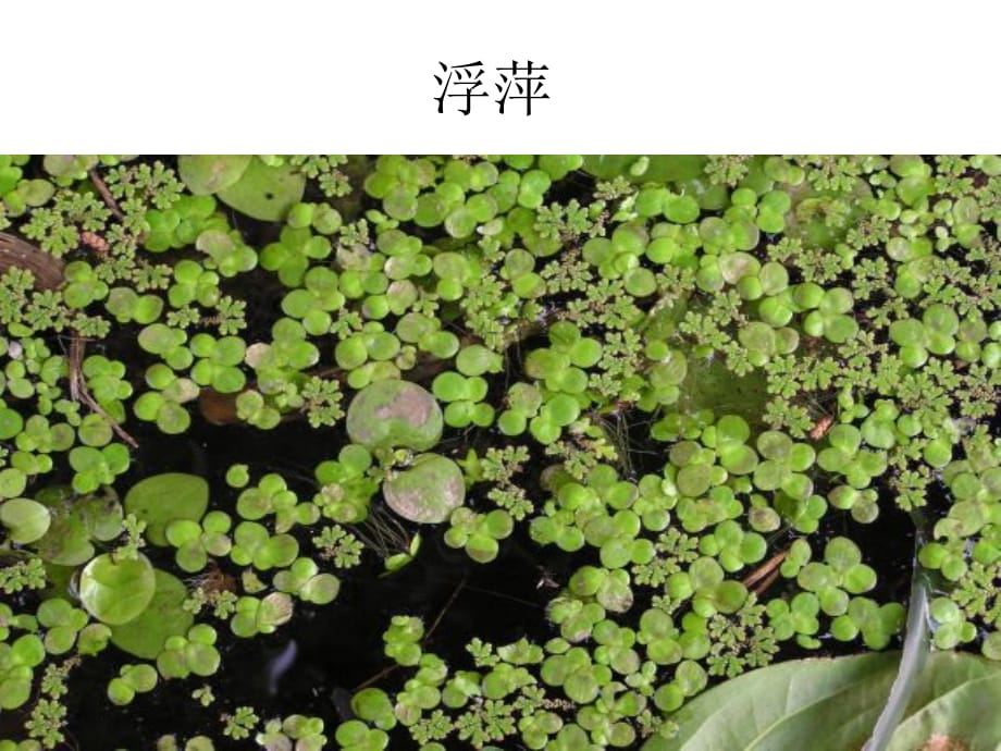 三年级上册科学课件1.4水生植物教科27_第5页