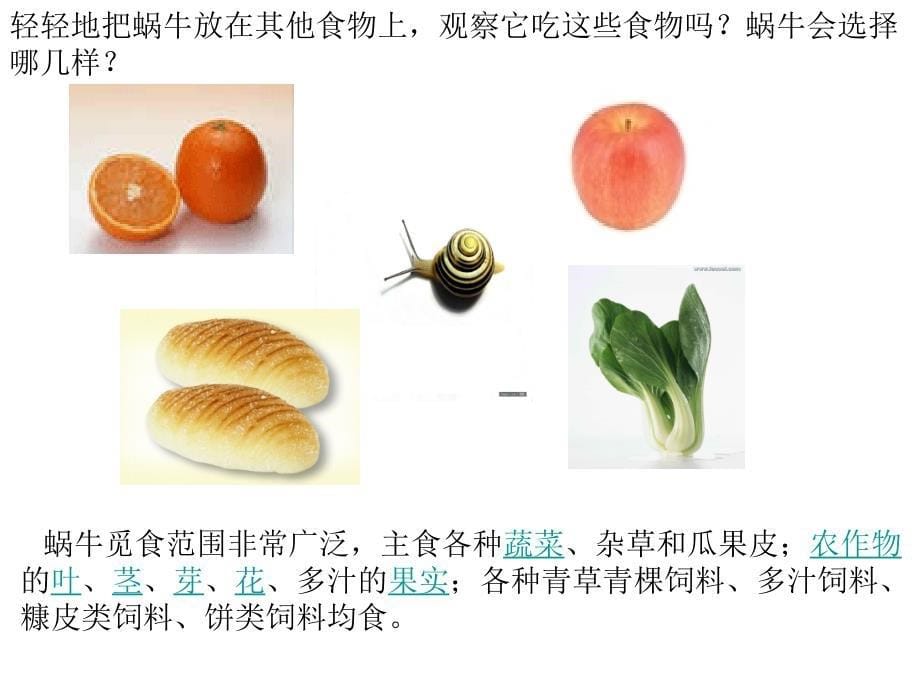 三年级上科学课件蜗牛二教科_第5页