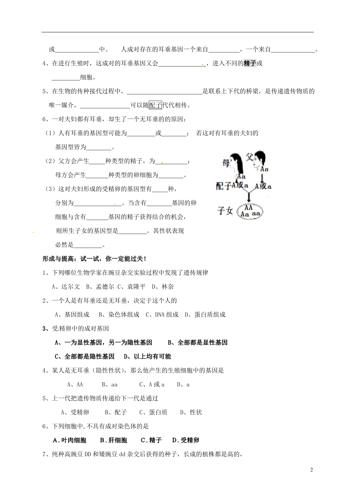 四川成都青白江区祥福中学八级生物上册20.3性状遗传有一定的规律性学案北师大 1.doc_第2页