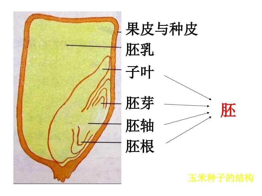 三年级下科学课件植物的一生9苏教_第5页