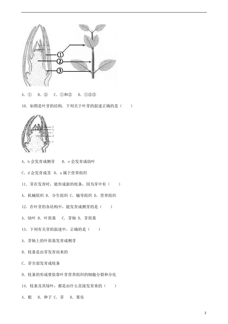 七级生物上册第四单元第一章第6节芽的类型和发育同步测新济南 1.doc_第2页