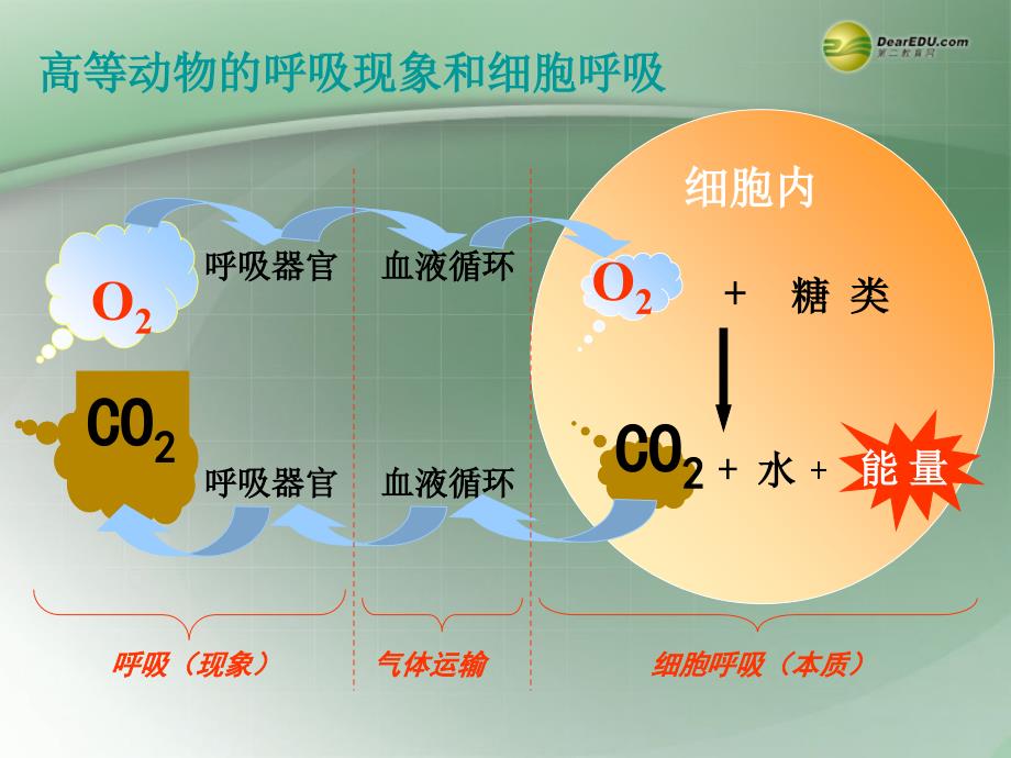 浙江临海杜桥中学高二生物3.4 细胞呼吸 .ppt_第4页