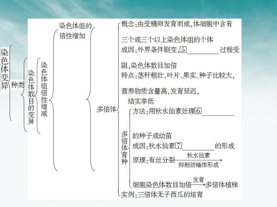 状元之路高中生物第一轮复习染色体变异.ppt_第5页