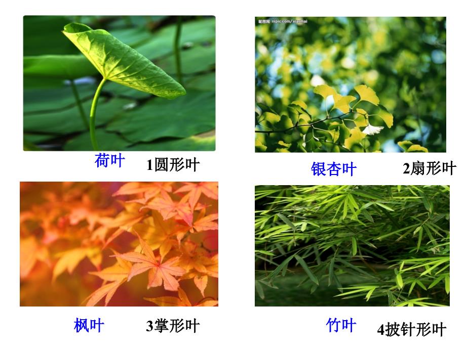 三年级上册科学课件1.5植物的叶教科38_第2页