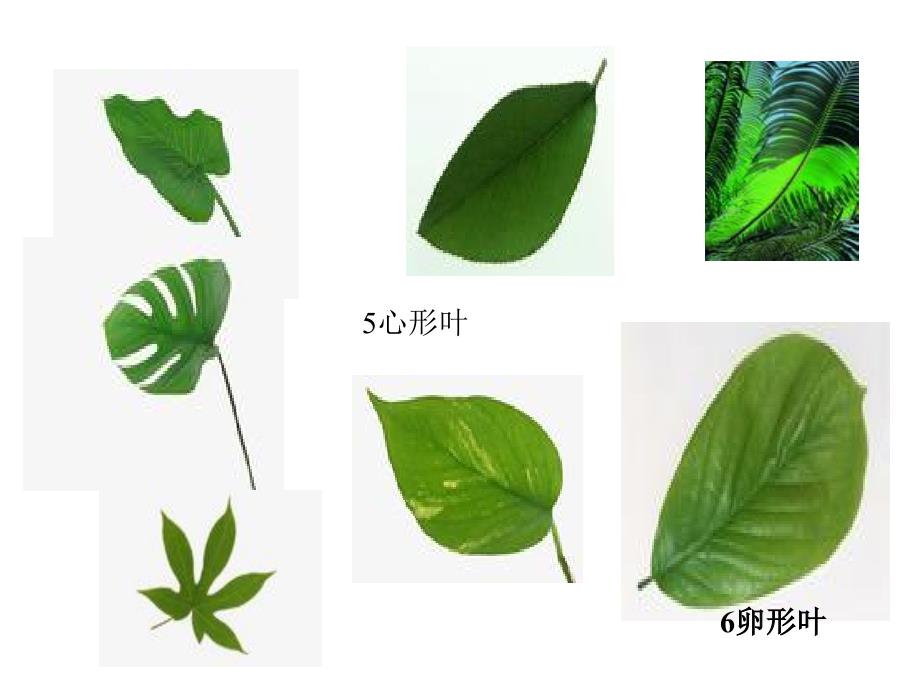 三年级上册科学课件1.5植物的叶教科38_第3页