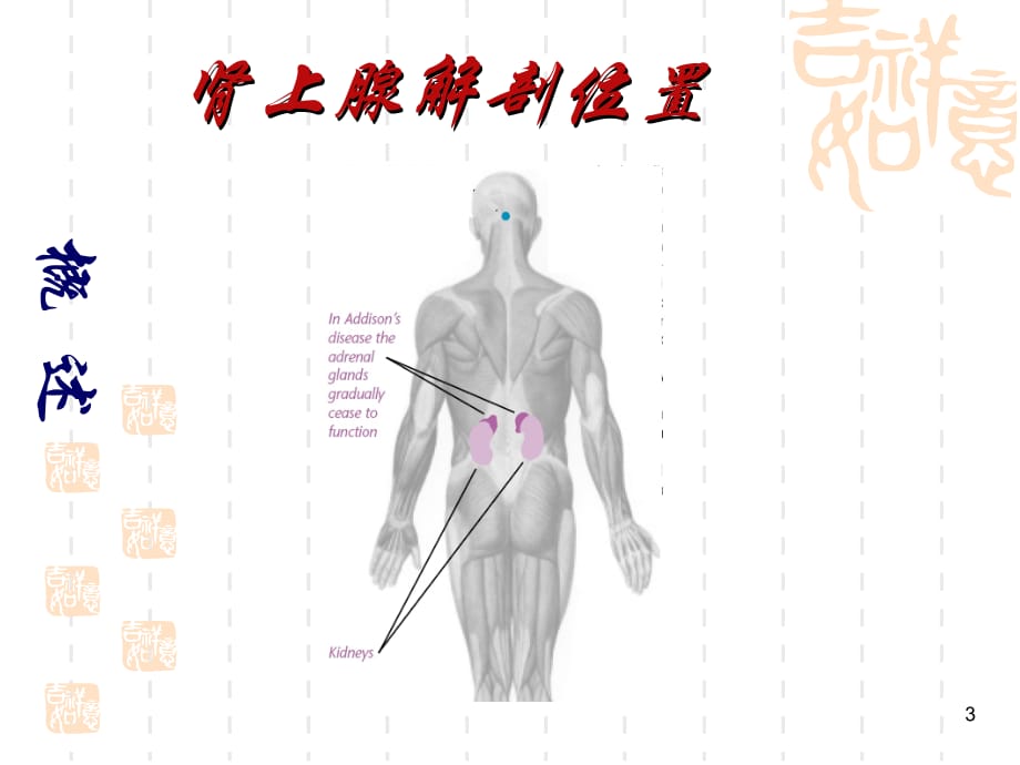 慢性肾上腺皮质功能减退症PPT参考幻灯片_第3页