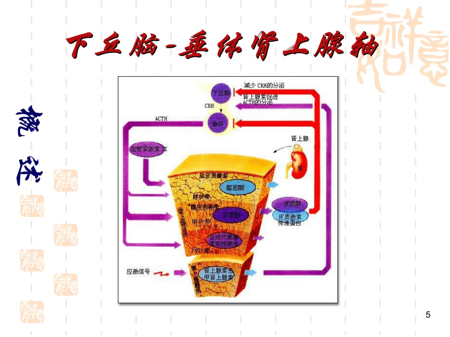 慢性肾上腺皮质功能减退症PPT参考幻灯片_第5页