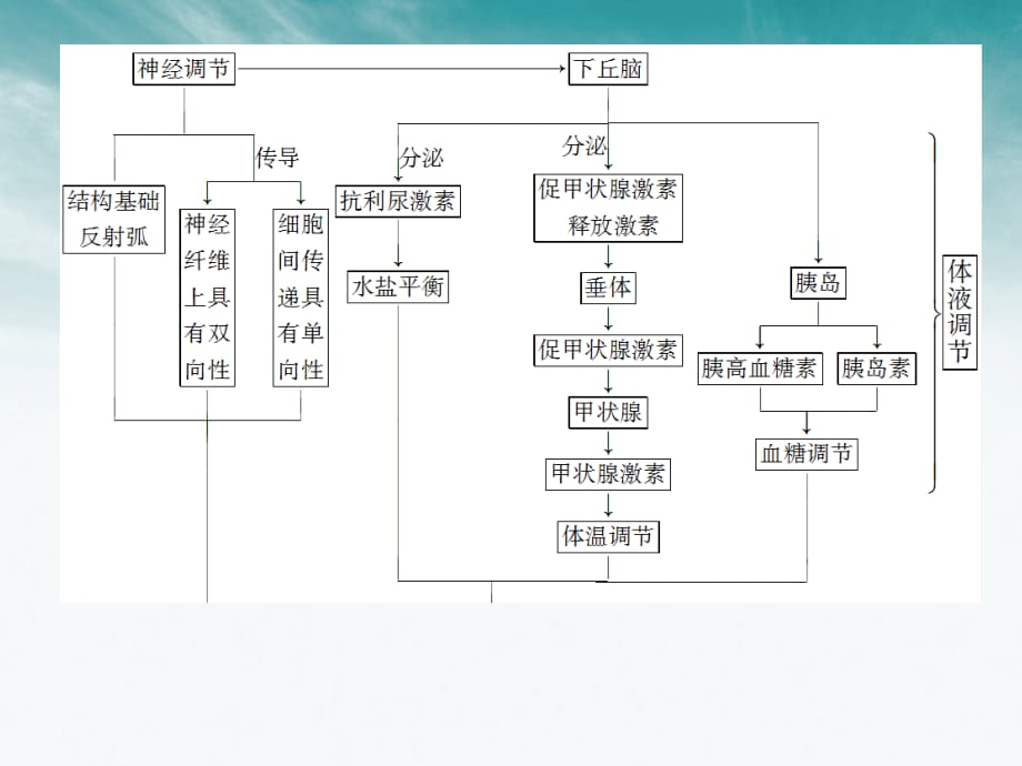 状元之路高中生物第一轮复习第1节通过神经系统的调节.ppt_第3页