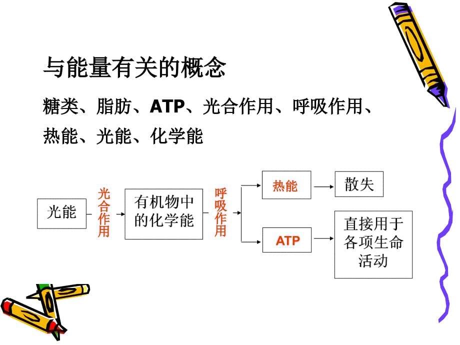 浙江高中生物课堂教学评比能量流动舟山中学.ppt_第5页