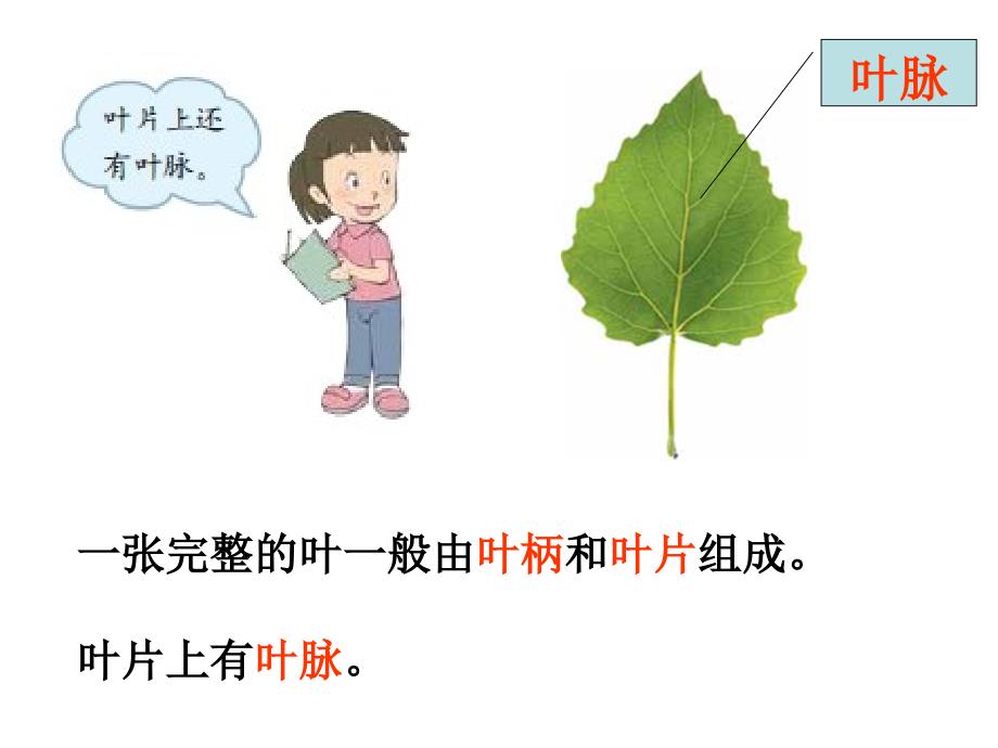 三年级上册科学课件1.5植物的叶教科16_第4页