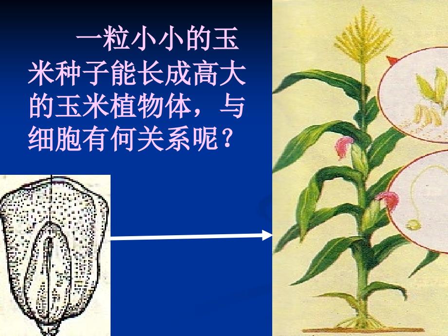 七级生物第三节 细胞通过分裂产生新细胞.ppt_第2页