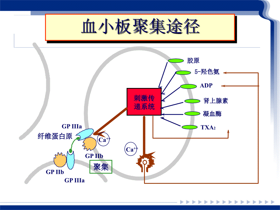 血小板聚集功能测定及临床意义PPT参考幻灯片_第2页