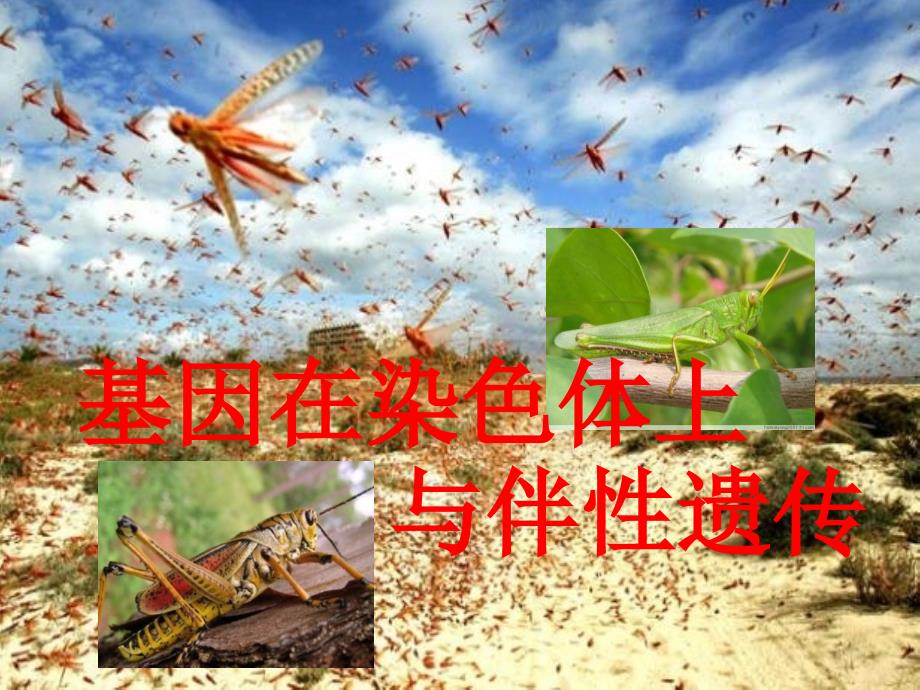 高中生物 基因在染色体上与伴性遗传 必修2.ppt_第1页