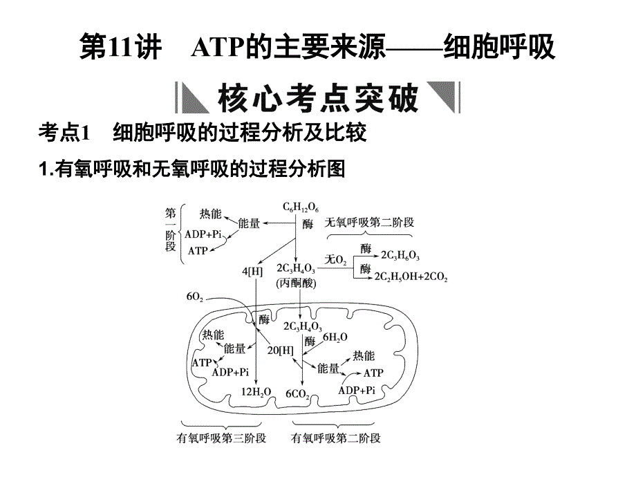 高考生物一轮复习 第4章 第11讲 ATP的主要来源细胞呼吸 苏教必修1 .ppt_第1页