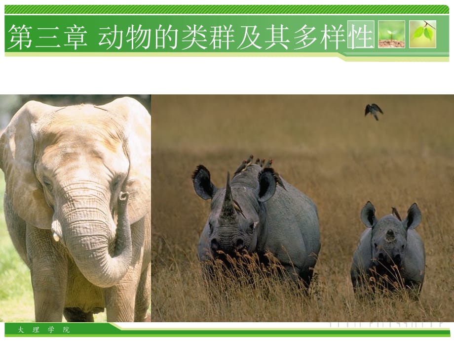 动物生物学-动物的类群及其多样性幻灯片课件_第2页