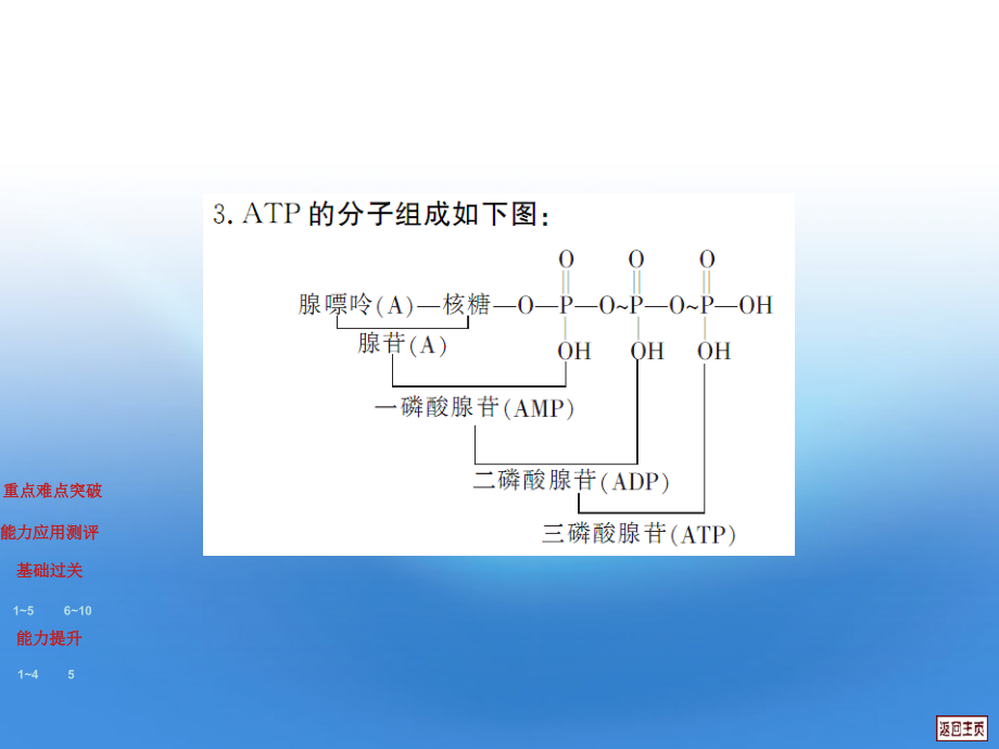 高考生物5.2细胞的能量能货ATP复习.ppt_第4页