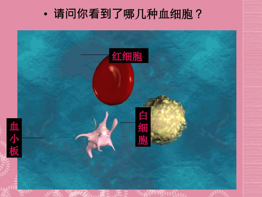 湖北武汉为明实验学校七级生物下册 血流的管道血管 .ppt_第2页