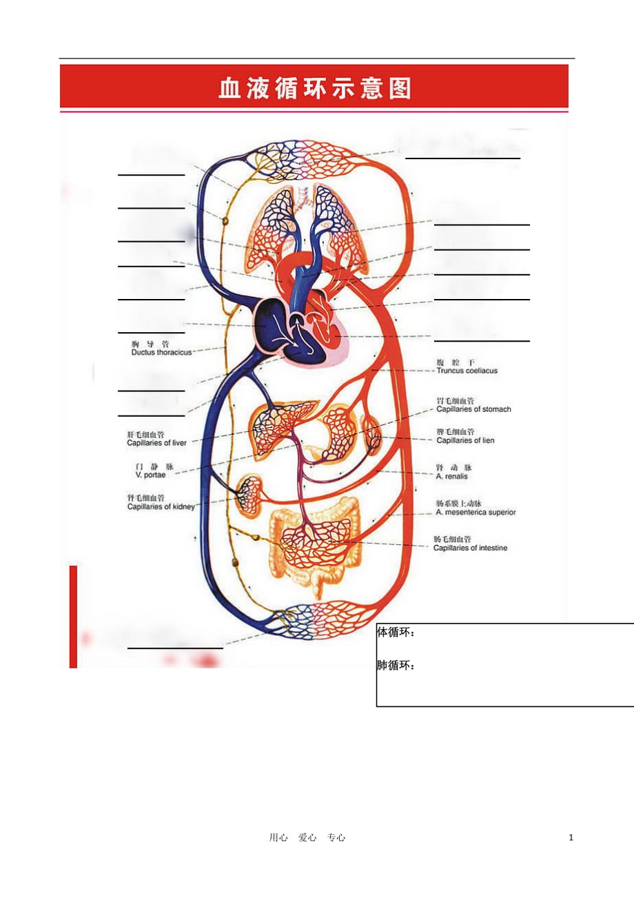 河北承德平安堡中学七级生物血液循环示意图学生用.doc_第1页