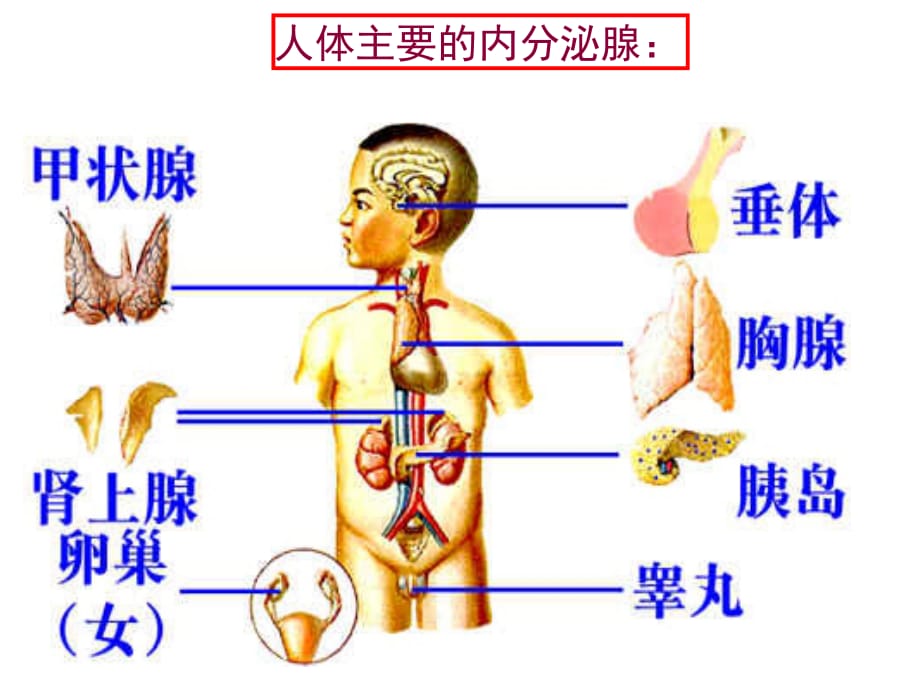 高考生物复习：人和动物生命活动的调节.ppt_第5页