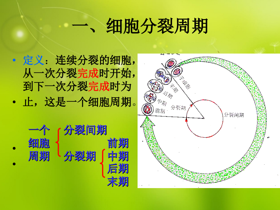 高中生物第六章 第一节 细胞的增殖3 必修1.ppt_第2页