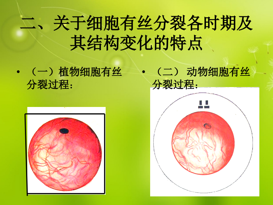 高中生物第六章 第一节 细胞的增殖3 必修1.ppt_第3页