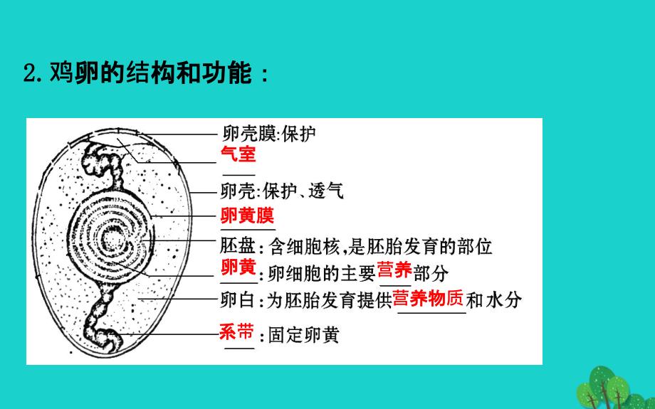 八级生物下册7.1.4鸟的生殖和发育习题新.ppt_第4页