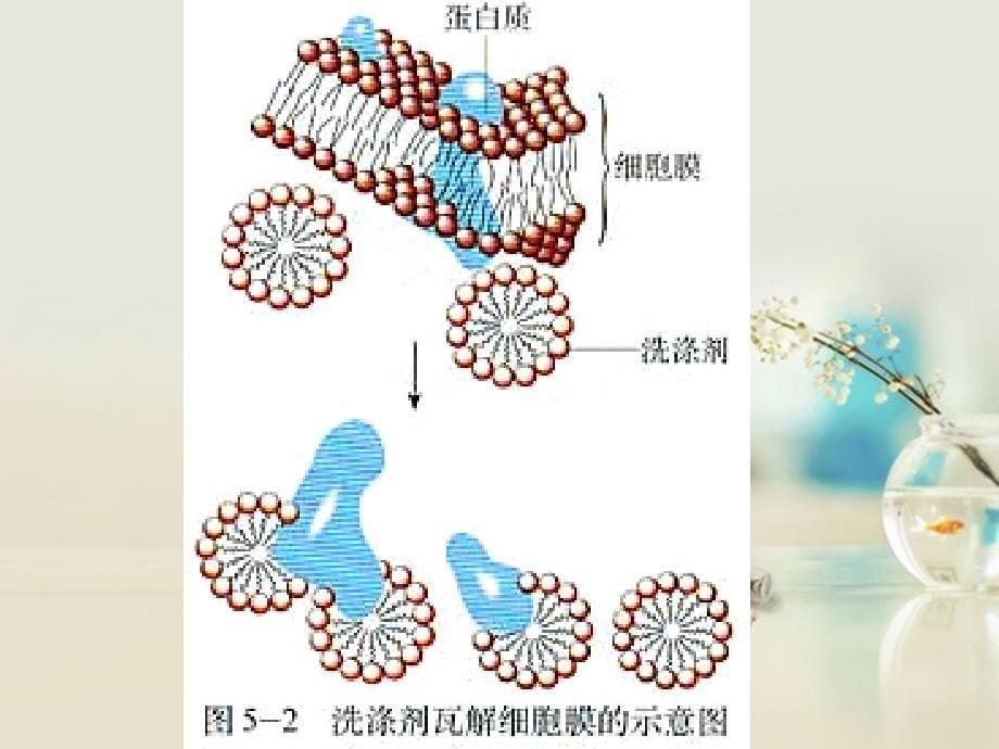 高中生物第五章 第一节 DNA的粗提取与鉴定3 选修1.ppt_第5页