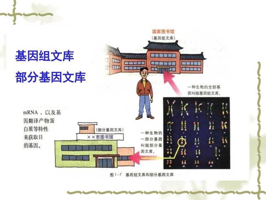 高二生物选修3 基因工程 的原理和技术 .ppt_第5页