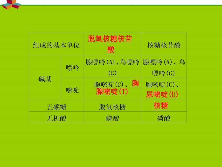 高三生物一轮复习第七单元第25课时基因控制蛋白质的合成苏教.ppt_第2页