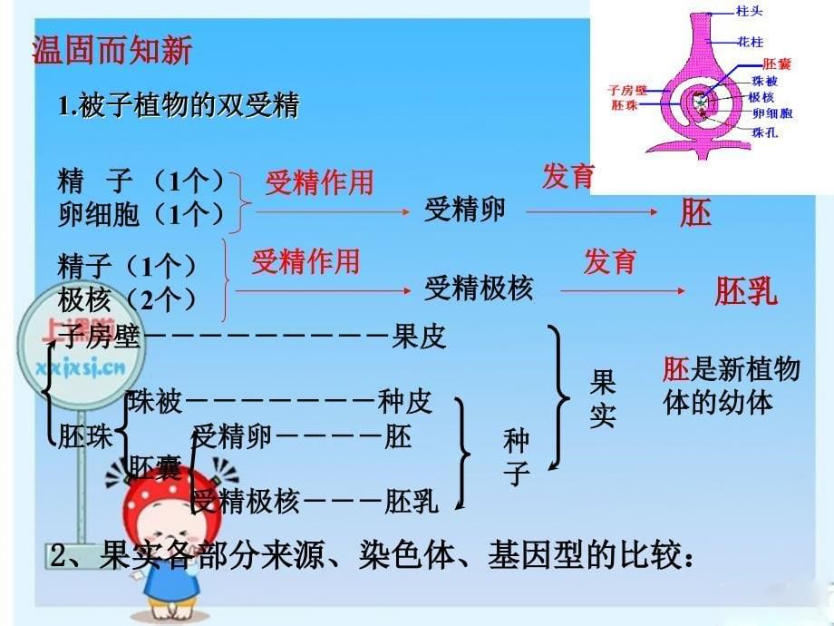 高三生物高考一轮复习：被子植物的个体发育.ppt_第5页