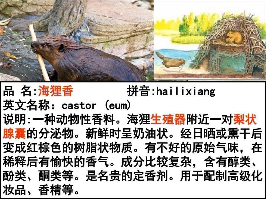 高中生物第六章 第一节 植物芳香油的提取6 选修1.ppt_第5页