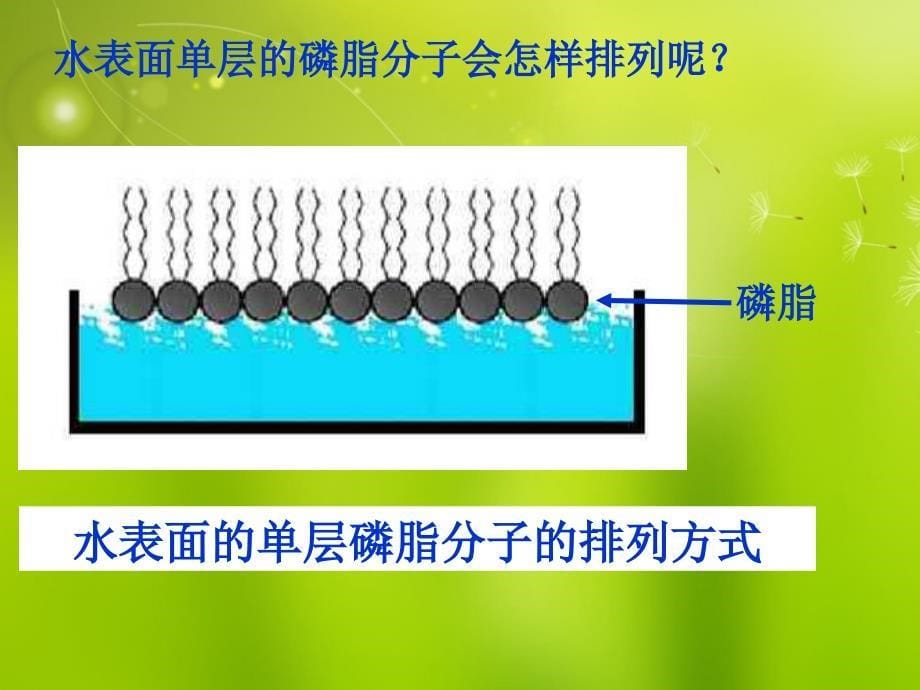 高中生物第四章 第二节 生物膜的流动镶嵌模型1 必修1.ppt_第5页